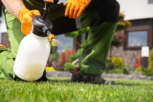 Best Flea Control Services  in Queen City, TX
