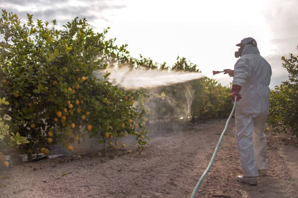 Best Local Pest Control Services  in Queen City, TX