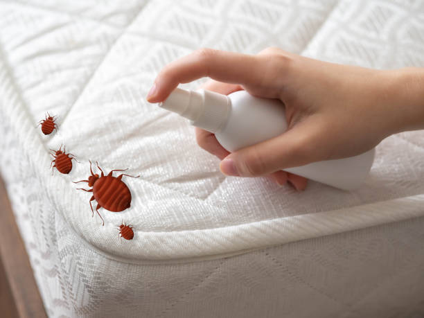 Best Local Pest Control Services  in Queen City, TX
