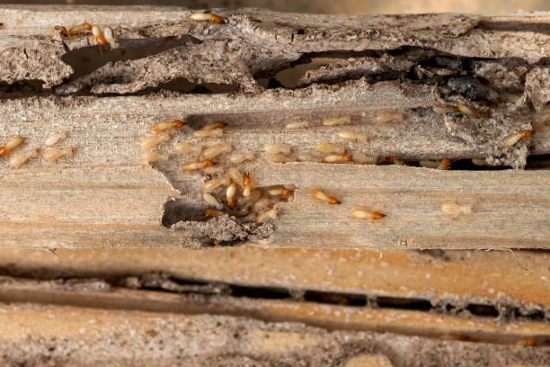 Bird Control in Queen City, TX