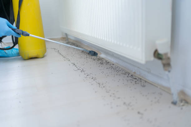 Best Termite Control Services  in Queen City, TX