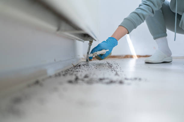 Trusted Queen City, TX Pest Control Experts